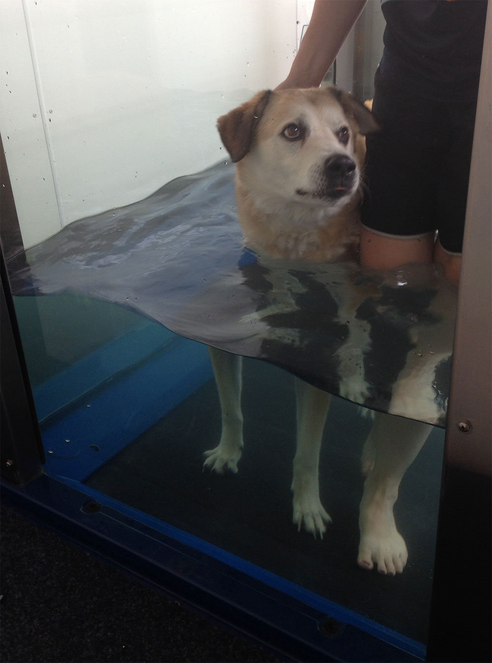 HydroWorx K900  Canine Hydrotherapy Treadmill For Vets